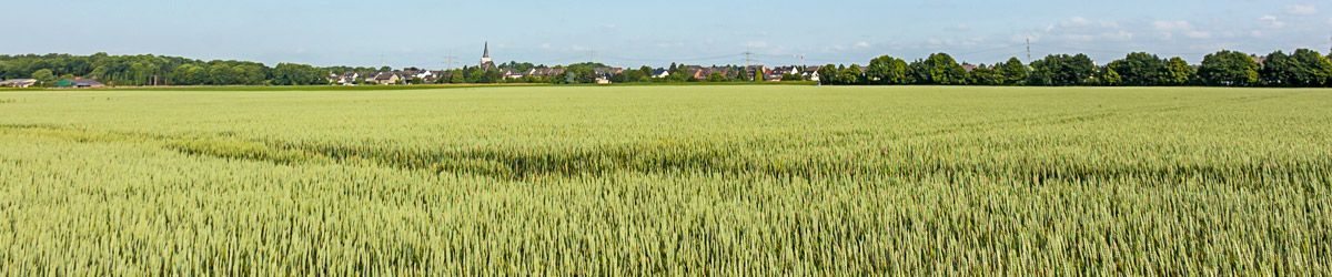 Feld mit Weizen im Hintergrund Stadt