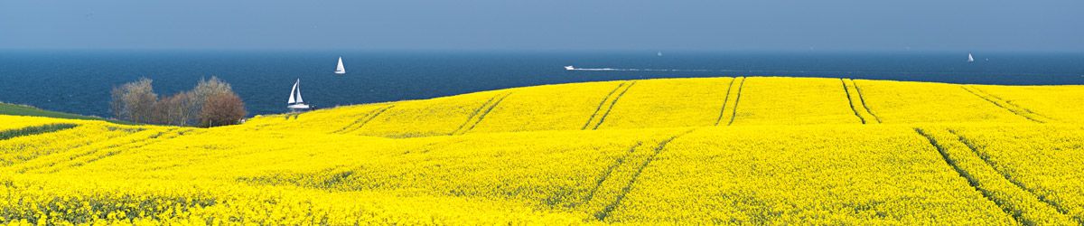 Blühender Raps mit Blick auf das Meer