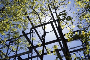 Kommission genehmigt Ausschreibungsregelung für erneuerbare Energien und Netzreserve in Deutschland